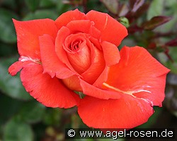 Las Vegas (Edelrose) Bild der Rose 'Las Vegas' (Edelrose)