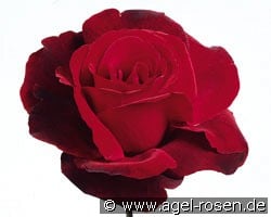 Le Rouge et le Noir (Edelrose) Bild der Rose 'Le Rouge et le Noir' (Edelrose)