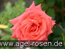 Bild der Rose 'Lebensfreude' (Edelrose)