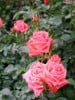 Lebensfreude (Edelrose) Bild der Rose 'Lebensfreude' (Edelrose)