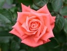 Lebensfreude (Edelrose) Bild der Rose 'Lebensfreude' (Edelrose)