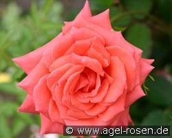 Lebensfreude (Edelrose) Bild der Rose 'Lebensfreude' (Edelrose)