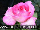 Bild der Rose 'Leschno' (Edelrose)