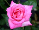 Leschno (Edelrose) Bild der Rose 'Leschno' (Edelrose)