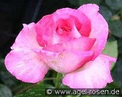 Leschno (Edelrose) Bild der Rose 'Leschno' (Edelrose)