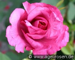 Lila Wunder (Edelrose) Bild der Rose 'Lila Wunder' (Edelrose)