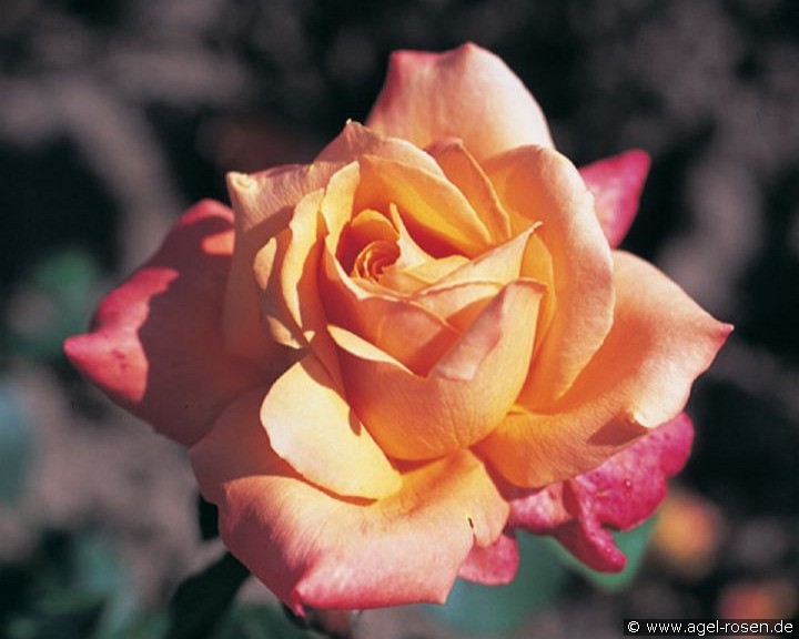 Lolita (Edelrose) Bild der Rose 'Lolita' (Edelrose)