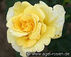 Mabella (Edelrose) Bild der Rose 'Mabella' (Edelrose)