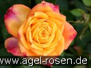Bild der Rose 'Magma' (Edelrose)