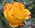 Magma (Edelrose) Bild der Rose 'Magma' (Edelrose)