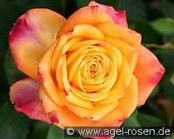 Magma (Edelrose) Bild der Rose 'Magma' (Edelrose)