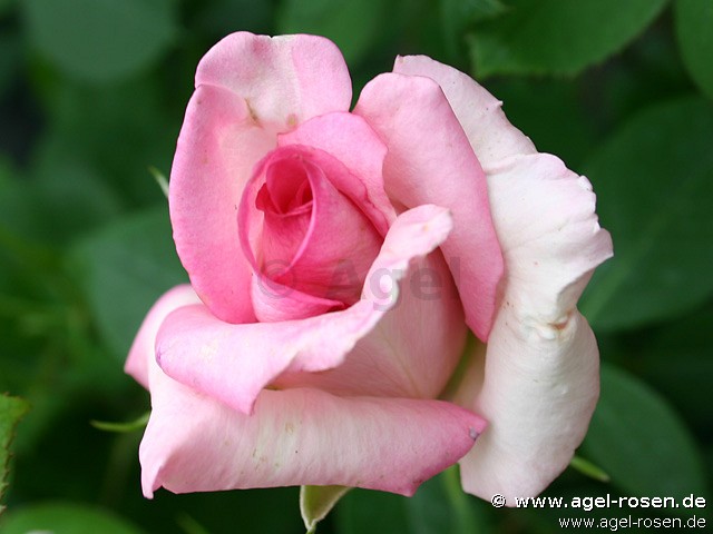 Maharani (Edelrose) Bild der Rose 'Maharani' (Edelrose)