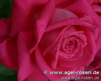 Mainauduft (Edelrose) Bild der Rose 'Mainauduft' (Edelrose)