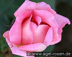 Margaret (Edelrose) Bild der Rose 'Margaret' (Edelrose)