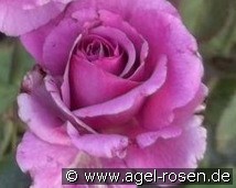 Mauve Melodee (Edelrose) Bild der Rose 'Mauve Melodee' (Edelrose)