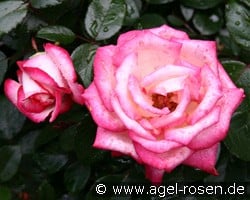 Maxim (Edelrose) Bild der Rose 'Maxim' (Edelrose)