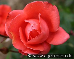 Melodie (Edelrose) Bild der Rose 'Melodie' (Edelrose)