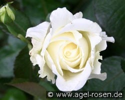 Memoire (Edelrose) Bild der Rose 'Memoire' (Edelrose)