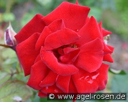 Meridian (Edelrose) Bild der Rose 'Meridian' (Edelrose)