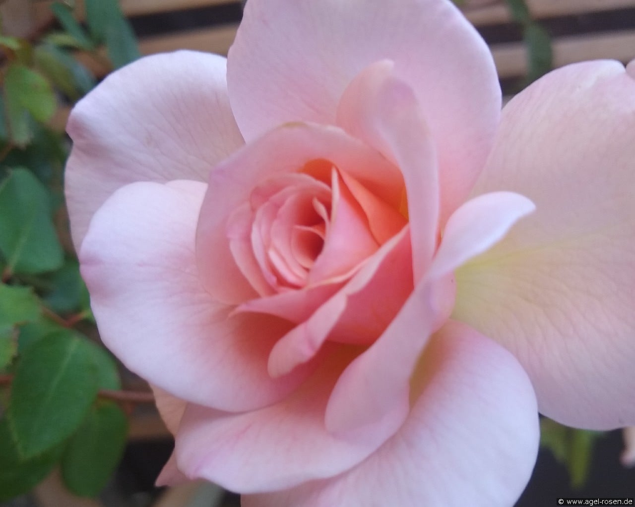 Michèle Meilland (Edelrose) Bild der Rose 'Michèle Meilland' (Edelrose)