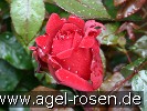 Bild der Rose 'Miss Schweiz' (Edelrose)