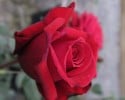 Miss Schweiz (Edelrose) Bild der Rose 'Miss Schweiz' (Edelrose)