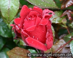 Miss Schweiz (Edelrose) Bild der Rose 'Miss Schweiz' (Edelrose)
