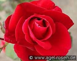Mister Lincoln (Edelrose) Bild der Rose 'Mister Lincoln' (Edelrose)