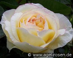 Mitsouko (Edelrose) Bild der Rose 'Mitsouko' (Edelrose)