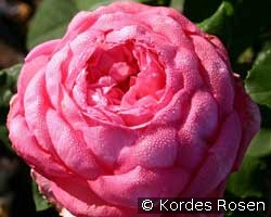 Mon Petit Chou (Edelrose) Bild der Rose 'Mon Petit Chou' (Edelrose)