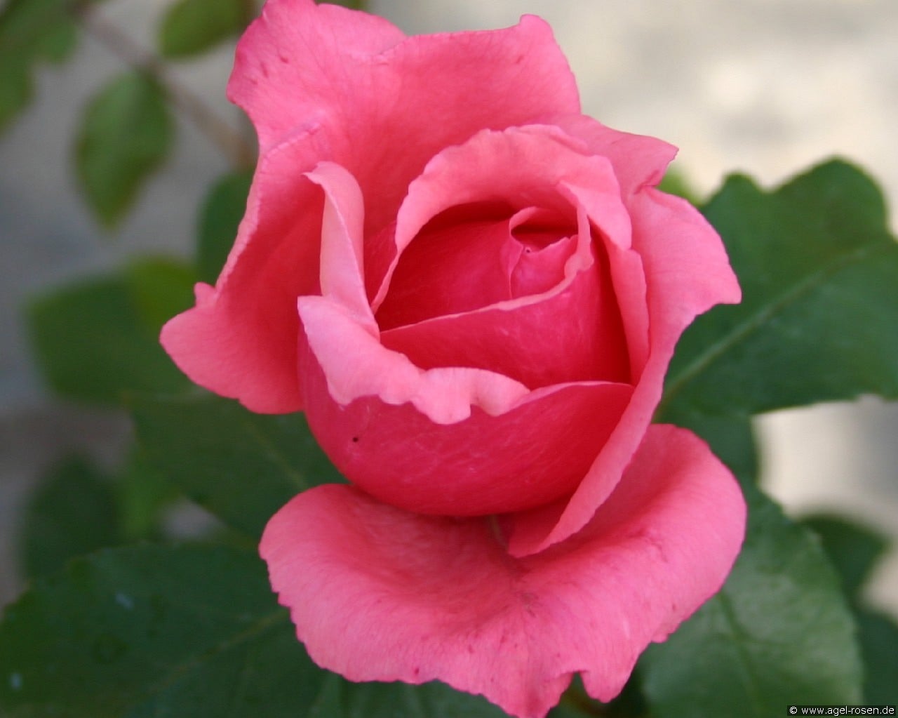 Montezuma (Edelrose) Bild der Rose 'Montezuma' (Edelrose)