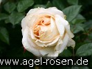 Bild der Rose 'My Girl' (Edelrose)