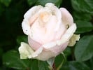 My Girl (Edelrose) Bild der Rose 'My Girl' (Edelrose)