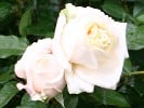 My Girl (Edelrose) Bild der Rose 'My Girl' (Edelrose)