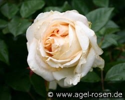 My Girl (Edelrose) Bild der Rose 'My Girl' (Edelrose)