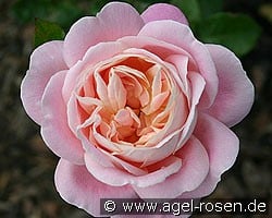 Myriam (Edelrose) Bild der Rose 'Myriam' (Edelrose)