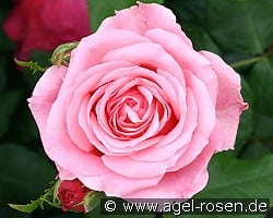 Odette (Edelrose) Bild der Rose 'Odette' (Edelrose)