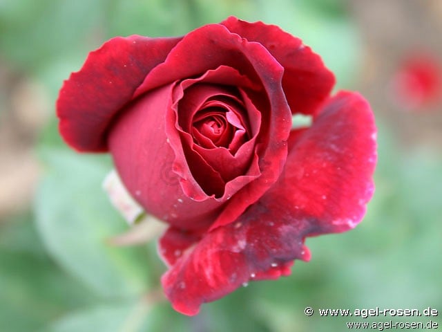 Oklahoma (Edelrose) Bild der Rose 'Oklahoma' (Edelrose)