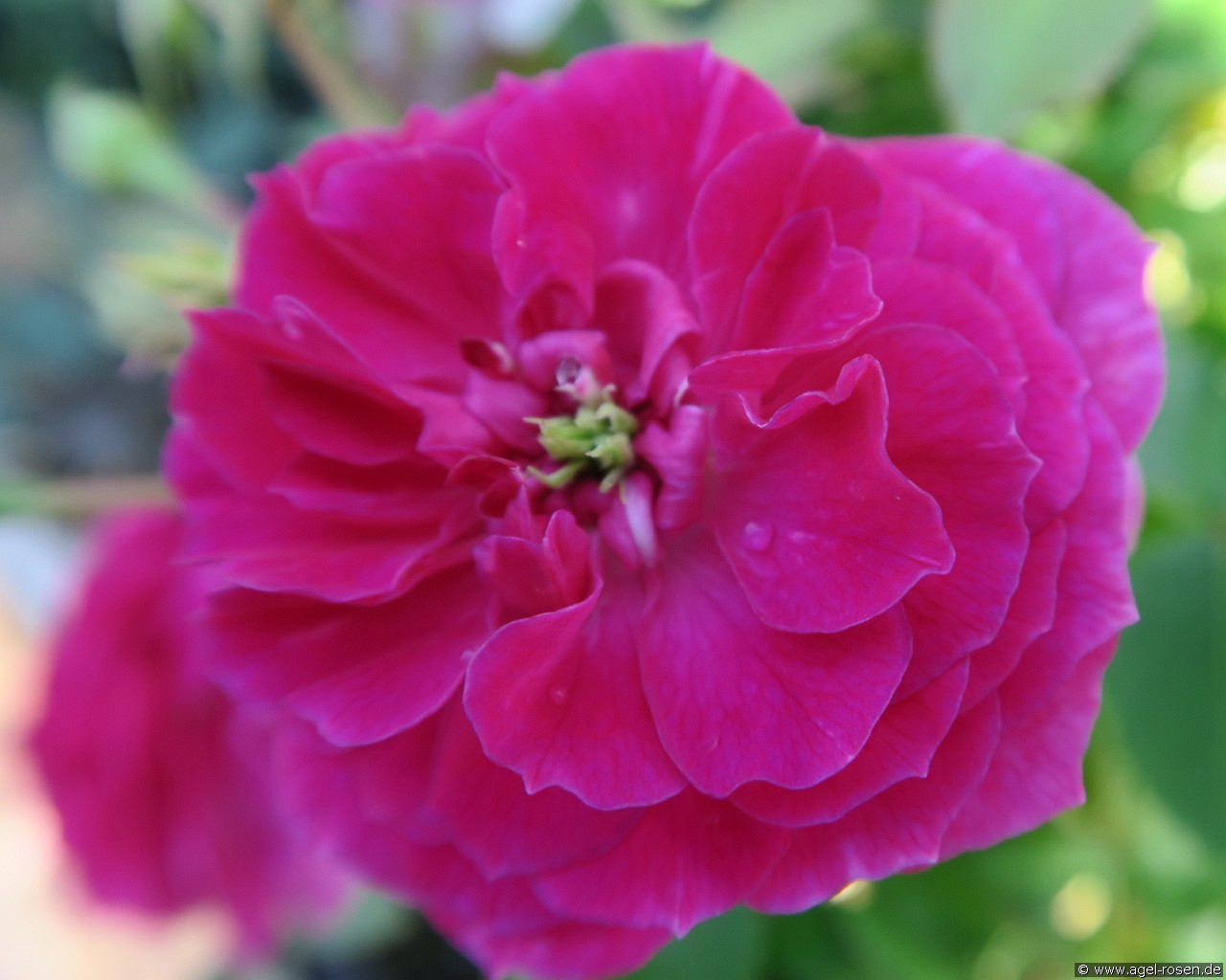 Orient Express (Edelrose) Bild der Rose 'Orient Express' (Edelrose)
