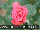 Bild der Rose 'Ovation' (Edelrose)