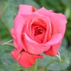 Ovation (Edelrose) Bild der Rose 'Ovation' (Edelrose)