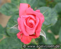 Ovation (Edelrose) Bild der Rose 'Ovation' (Edelrose)