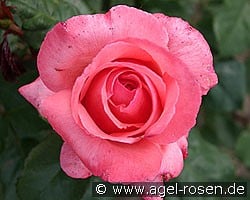 Pariser Charme (Edelrose) Bild der Rose 'Pariser Charme' (Edelrose)
