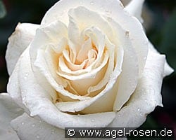 Pascali (Edelrose) Bild der Rose 'Pascali' (Edelrose)