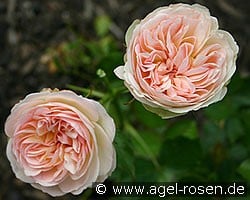 Bild der Rose 'Pastella' (Edelrose)