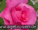 Bild der Rose 'Paul McCartney Rose' (Edelrose)