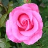 Paul McCartney Rose (Edelrose) Bild der Rose 'Paul McCartney Rose' (Edelrose)