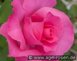 Paul McCartney Rose (Edelrose) Bild der Rose 'Paul McCartney Rose' (Edelrose)