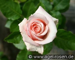 Paul Richard (Edelrose) Bild der Rose 'Paul Richard' (Edelrose)