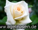 Bild der Rose 'Pauline' (Edelrose)